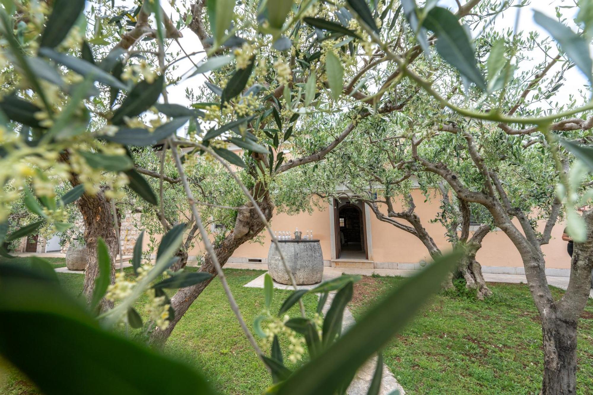 Hotel Maslina Seget  Dış mekan fotoğraf
